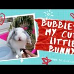 The Cutest Rabbit in the World- Bubbles my Bunny