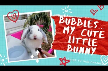 The Cutest Rabbit in the World- Bubbles my Bunny