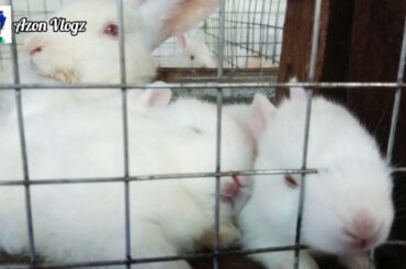 Little Cute Rabbit 🐰(bunny) eating kangkong!