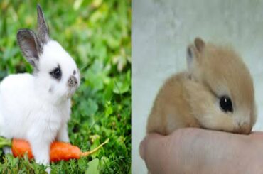 CUTE BABY RABBITS🐰 | CUTE AND FUNNY BUNNY VIDEOS | CUTE BUNNY VIDEOS COMPILATION #1