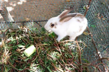 Baby bunny live in cages eating food videos - Lapooom Life