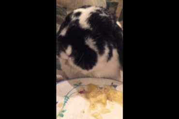 Cute Bunny Eating Mushed Banana!