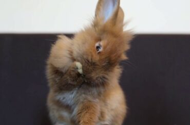 Cute Rabbit Washing Hands 😍