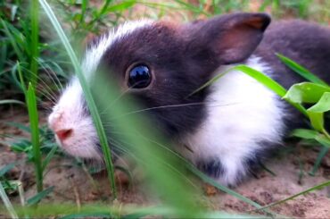 Cute and funny baby rabbits video 2020