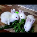 Funny and Cute Baby Bunny Rabbit Videos 🐇 Baby Animal Video / Bunny Video / Cute Baby Rabbits 2020