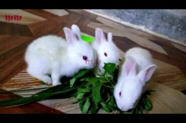 Funny and Cute Baby Bunny Rabbit Videos 🐇 Baby Animal Video / Bunny Video / Cute Baby Rabbits 2020