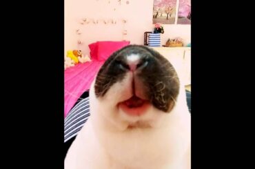 CUTE BUNNY RABBIT EATS CARROT!!