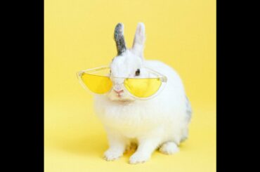 Funny Rabbit Videos -  Animal Video Compilation (2020)