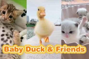 🐥🐥🐥 Baby Duck & friends 🐤🐤🐤 | 🎶 Cute pets with music 🎶 #Cutepets