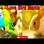 My first video of BADRI bird and cute Rabbits|| Love bird mania