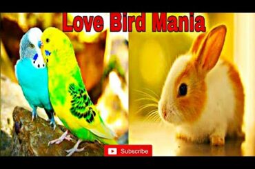 My first video of BADRI bird and cute Rabbits|| Love bird mania
