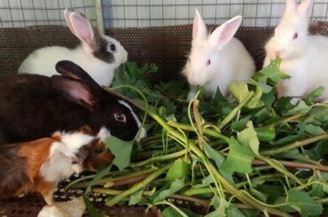 Baby Rabbits Eating - Funny and Cute Baby Bunny Rabbit Videos - Baby Animal Video Compilation 2020