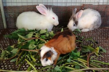 Rabbit - Cute Baby Rabbit Eating Compilation - Funny Baby Bunny Rabbit Videos #9 - Cute Rabbits 2020