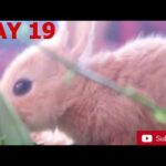 The Cutest Baby Bunnies - Newborn to day 20😍 l rdx vlog l rabbit I baby bunny