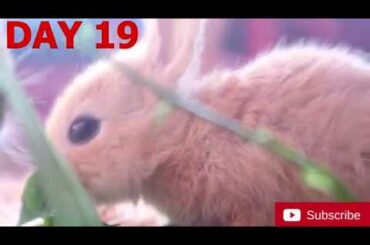 The Cutest Baby Bunnies - Newborn to day 20😍 l rdx vlog l rabbit I baby bunny
