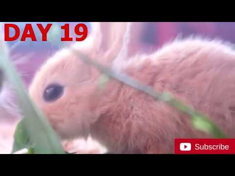 The Cutest Baby Bunnies - Newborn to day 20😍 l rdx vlog l rabbit I baby bunny