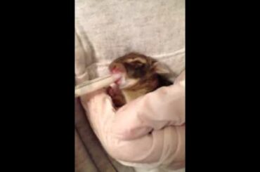 3 Day Old Baby Bunny Feeding