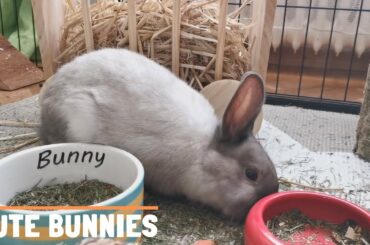 Bunny Rabbits Being Cute | Funny Pets Unlimited