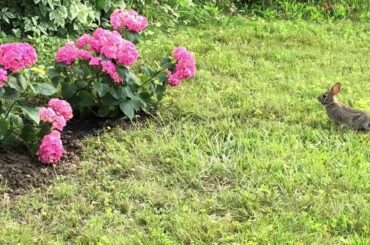 🐰🌺A cute baby rabbit sitting near my new hydrangea flower gardens 🌺🐰