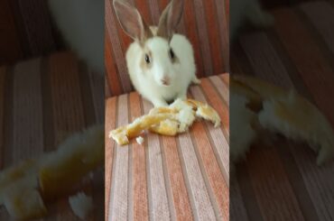 The cute rabbit eating bread
