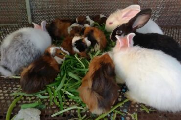 Cute Rabbits Eating Compilation - Funny Baby Bunny Rabbit Videos Compilation - Cute Rabbits - Rabbit