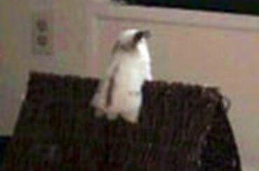 Baby Bunny Who Loves To Climb - Minnie The Mountain Goat