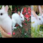 Cute & funny Rabbit videos / funny Rabbit videos compilation 2020