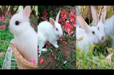 Cute & funny Rabbit videos / funny Rabbit videos compilation 2020