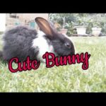Funny cute Rabbit video