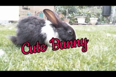 Funny cute Rabbit video