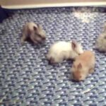 Bunny Cam See Baby Rabbits Bluegrass Ball - Live Lionheads