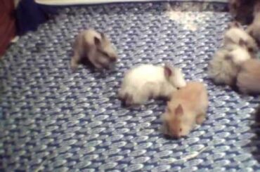 Bunny Cam See Baby Rabbits Bluegrass Ball - Live Lionheads