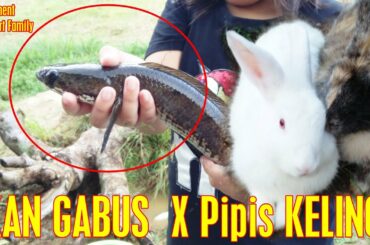 Menangkap Ikan Gabus CUMA PAKE Pipis Kelinci ? || Video Experiment WelvaartFamily #5