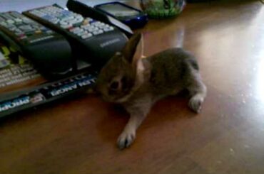 Adorable baby bunny rescued from dog attack