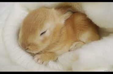 Animal Compilation - Cute Bunny Rabbit Compilation - 2016 [NEW][HD]