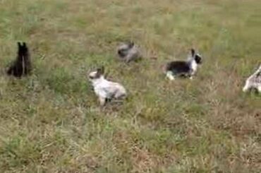 Baby Bunnies 3 Weeks Old