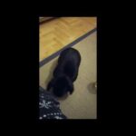 Rabbit  A Funny and Cute Bunny Video