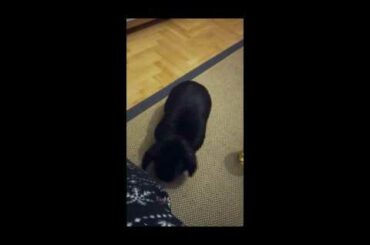 Rabbit  A Funny and Cute Bunny Video