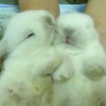 cute bunny couple
