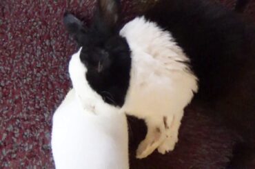 Sleepy rabbit falls asleep on human's foot