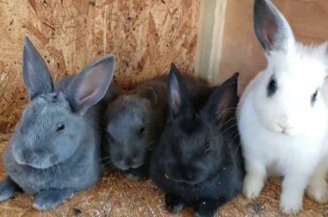 THE ABORABLE BABY BUNNIES