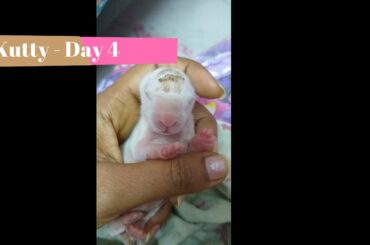 Cute Baby Bunny - Day 4