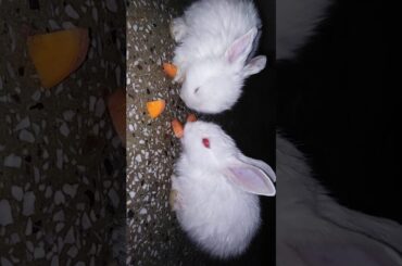 Cute baby rabbits