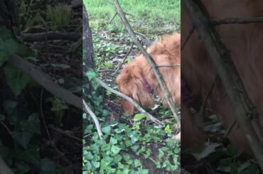 Zoey Playing with the baby bunny 😍🐇