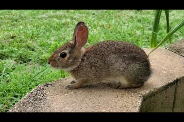 Catching  a baby bunny my backyard, so cute
