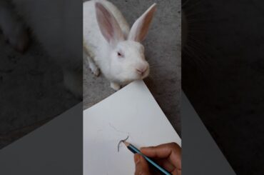 Funny and cute bunny video :-)