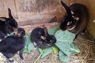 Bonny the bunny and her baby Rabbits.