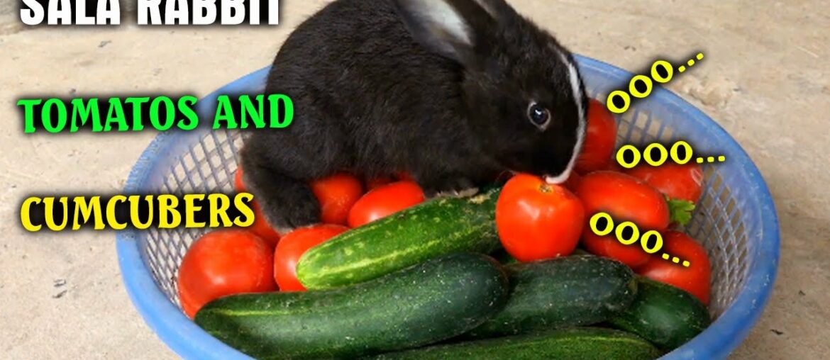 RABBIT EATING TOMATOS AND CUMCUBERS - CUTE BUNNY