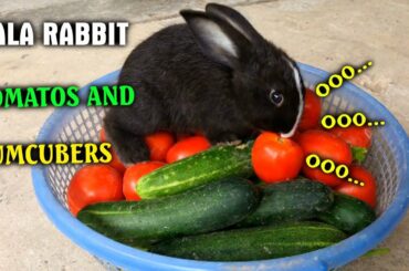 RABBIT EATING TOMATOS AND CUMCUBERS - CUTE BUNNY
