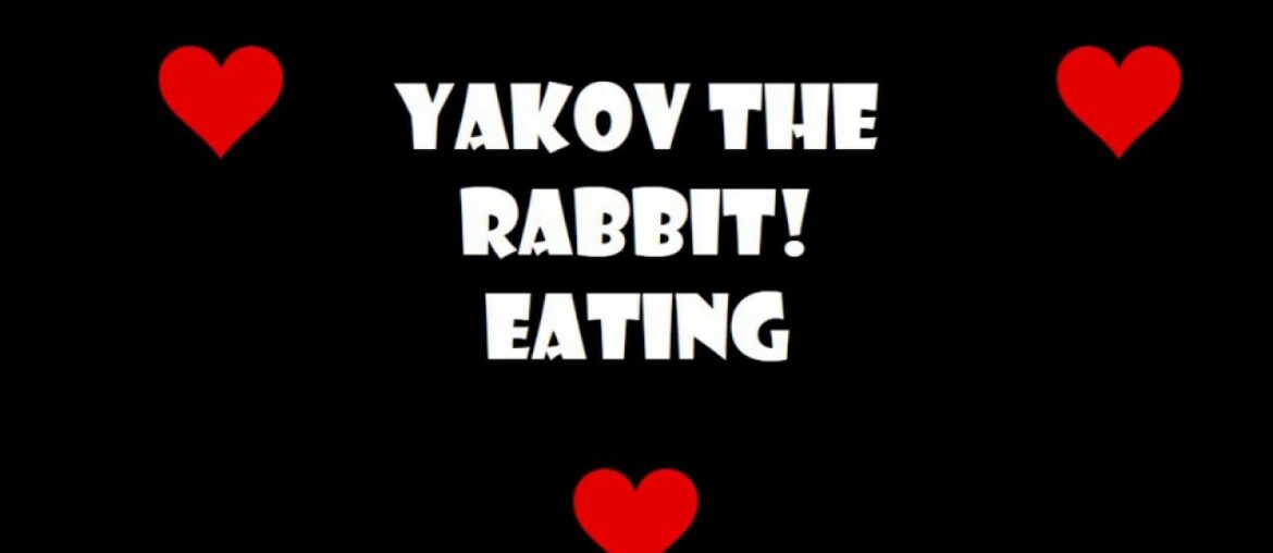 Funny and Cute Bunny Rabbit Videos 🐇 | Rabbit Eating | Yakov the Rabbit | Rabbit Stories